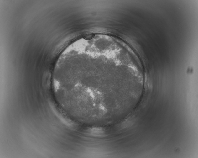 X0000111480157200908251010