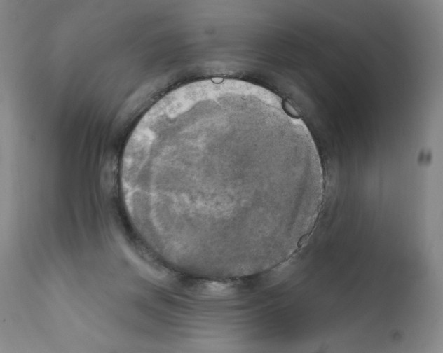 X0000111480166200908251010