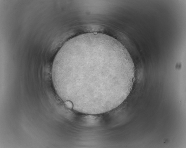X0000111480326200908251007