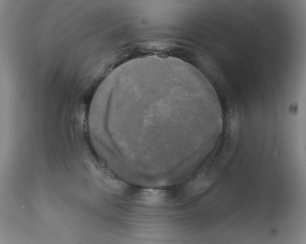 X0000111480328200908251007