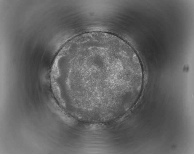 X0000111480345200908251007