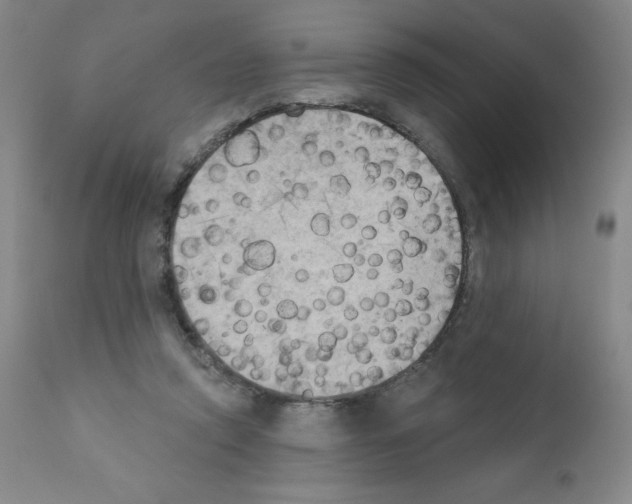 X0000111480354200908251007