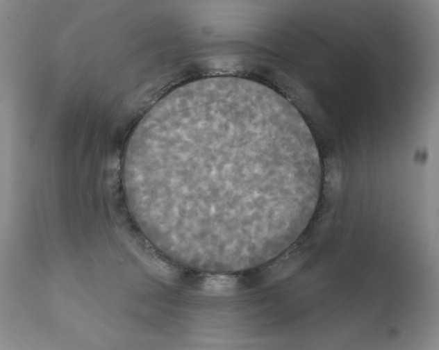 X0000111480369200908251007