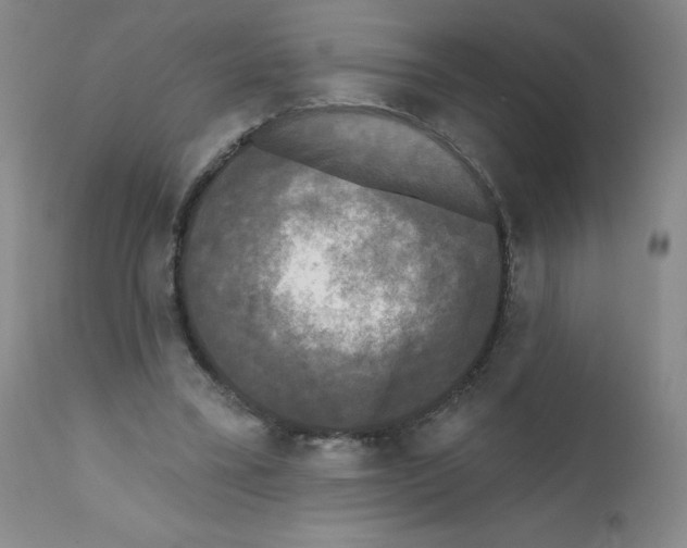 X0000111480395200908251006