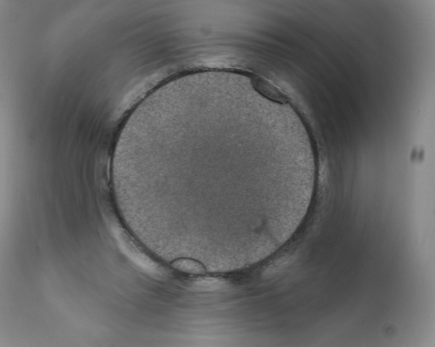 X0000111480397200908251006