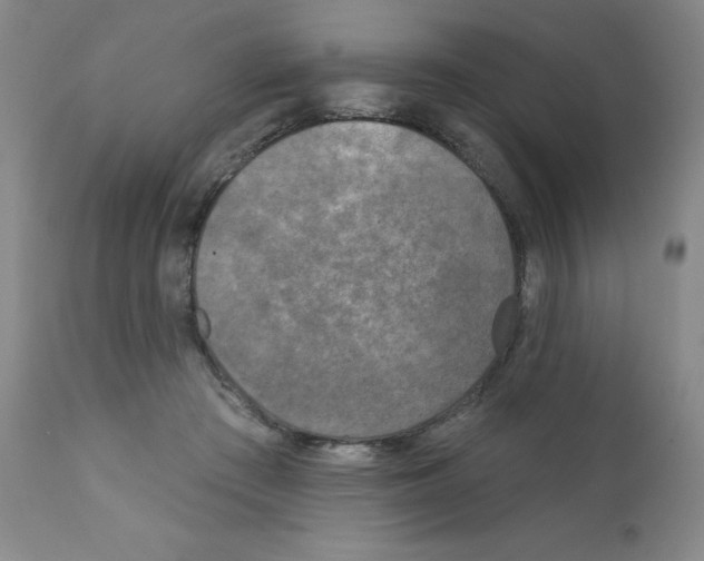 X0000111480409200908251006