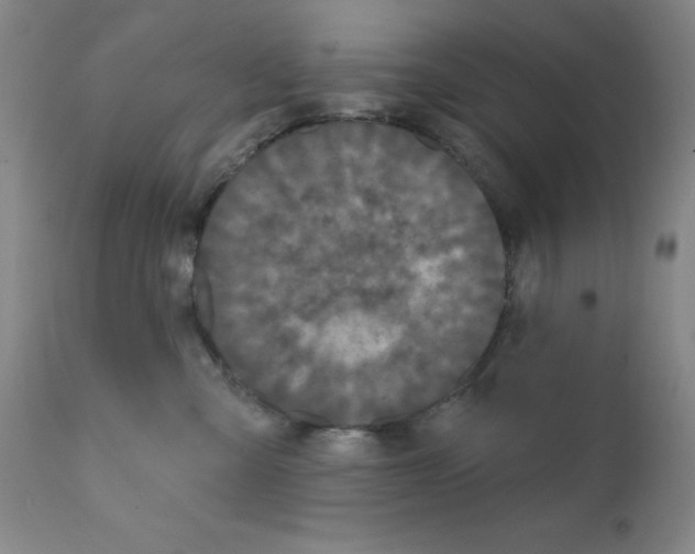 X0000111480427200908251006