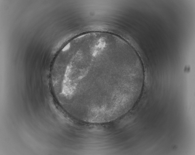 X0000111480434200908251005