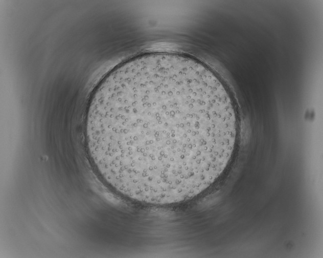 X0000111480529200908251004