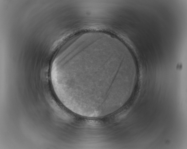 X0000111480585200908251003
