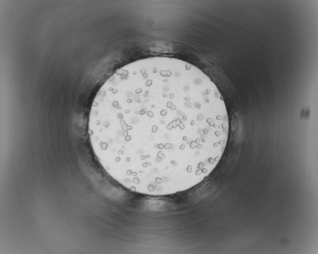 X0000111480614200908251003