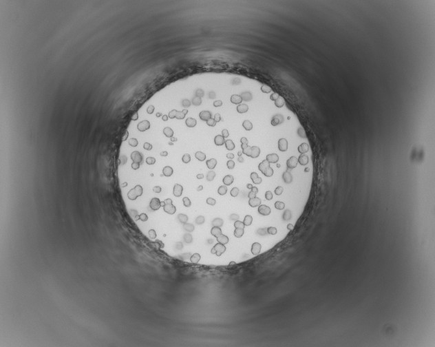 X0000111480774200908251000