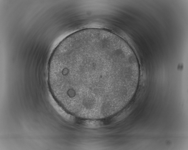 X0000111480795200908251000