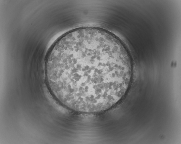 X0000111480886200908250959