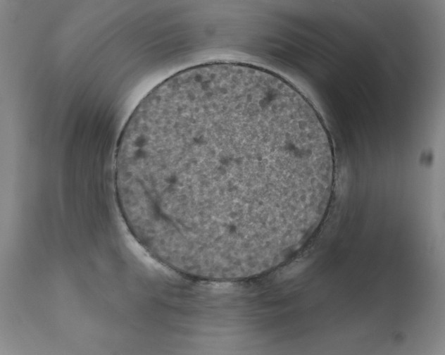 X0000111480903200908250958