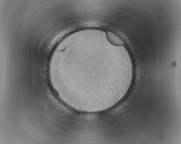 X0000111480930200908250958