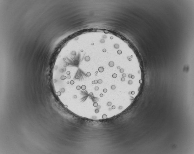 X0000111480971200908250958