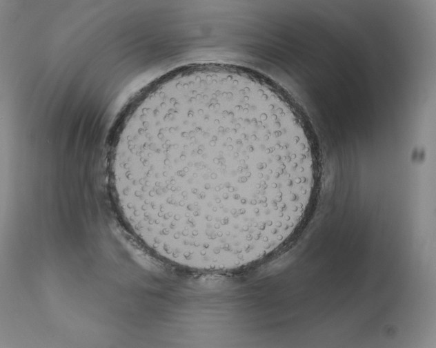 X0000111480974200908250958
