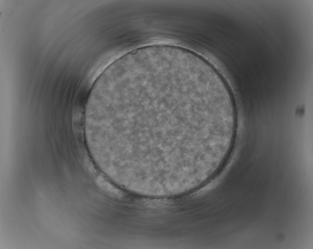 X0000111481001200908250957