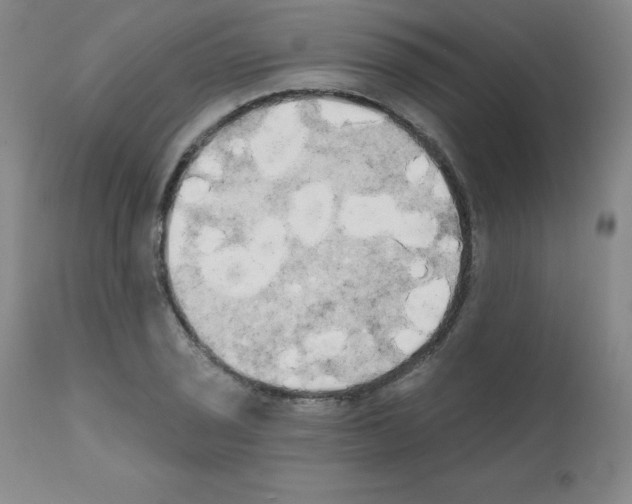 X0000111481029200908250956