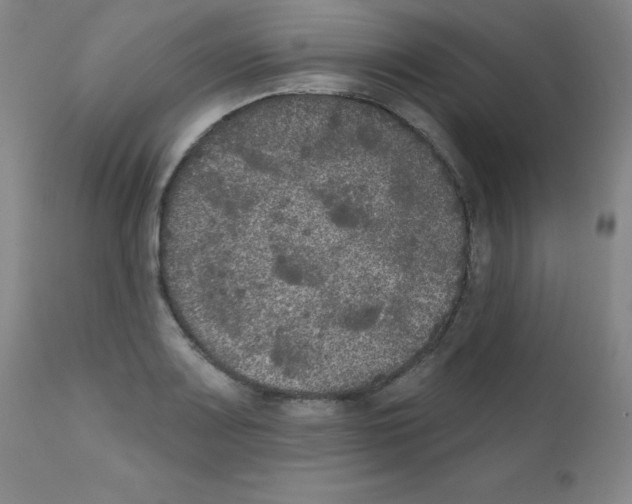 X0000111481083200908250956