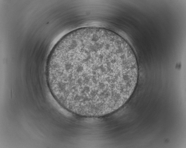 X0000111481091200908250955