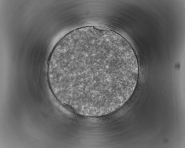 X0000111481096200908250955