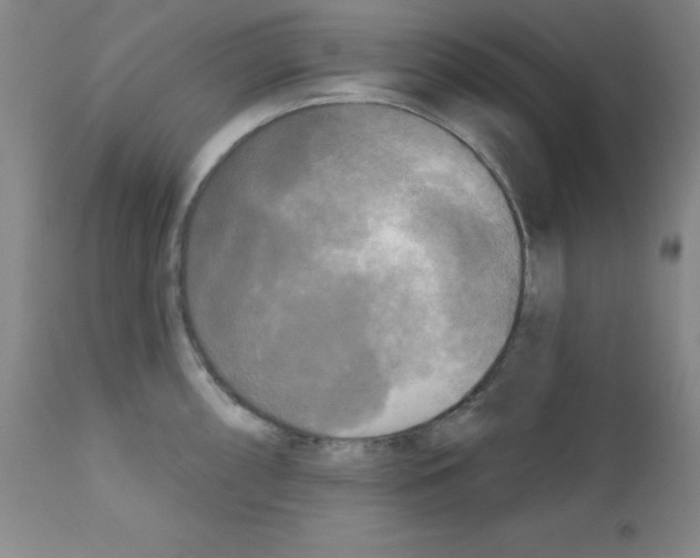 X0000111481098200908250955