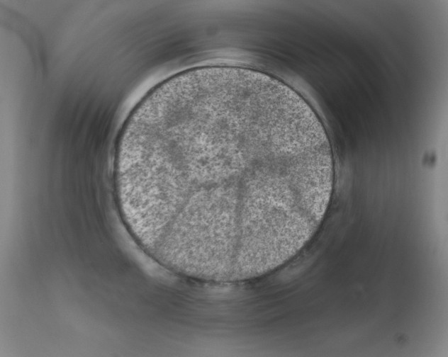 X0000111481099200908250955