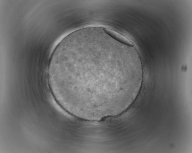 X0000111481100200908250955