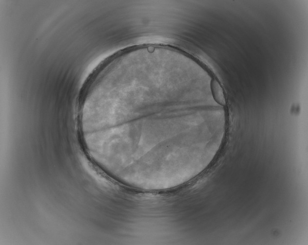 X0000111481124200908250955