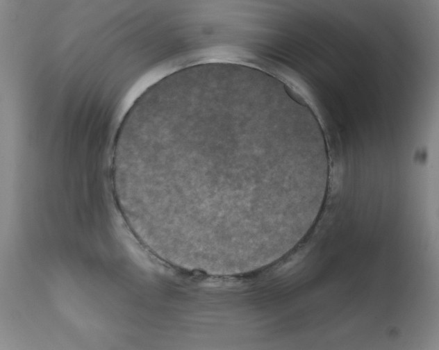 X0000111481146200908250955