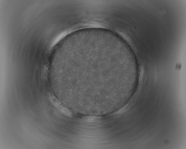 X0000111481163200908250954