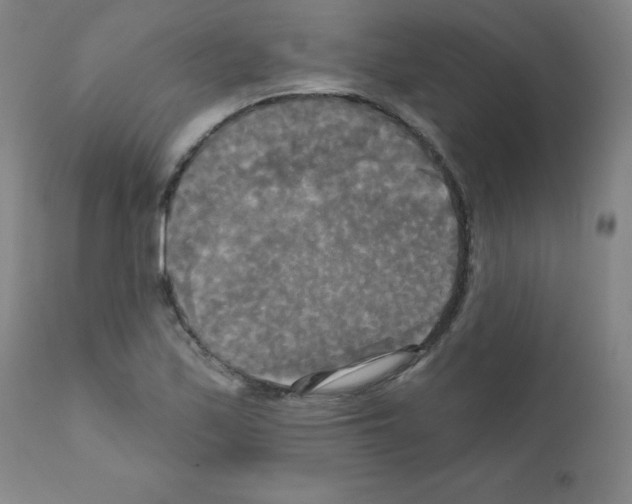 X0000111481171200908250954