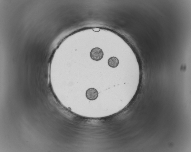 X0000111481175200908250954
