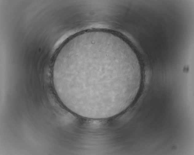 X0000111481266200908250952