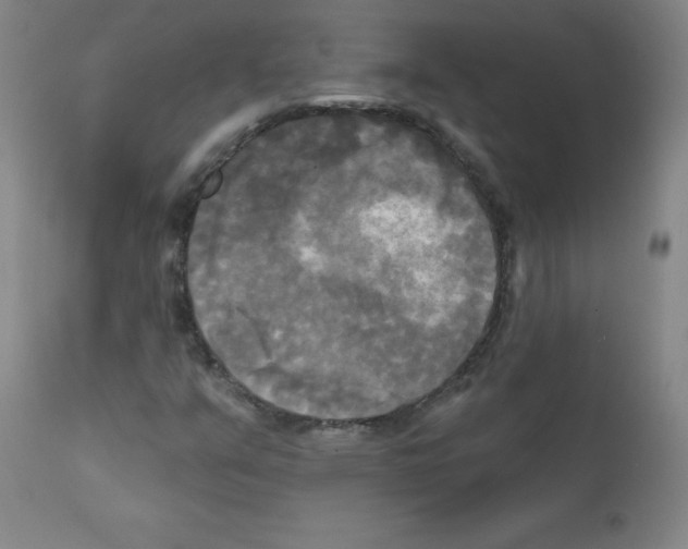 X0000111481351200908250951
