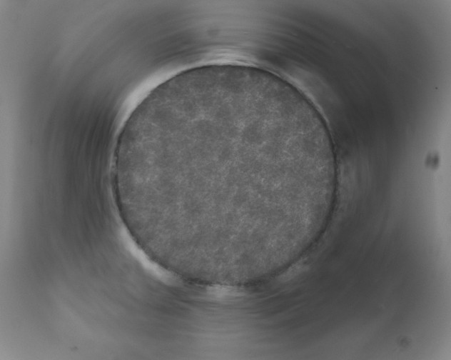 X0000111481379200908250950