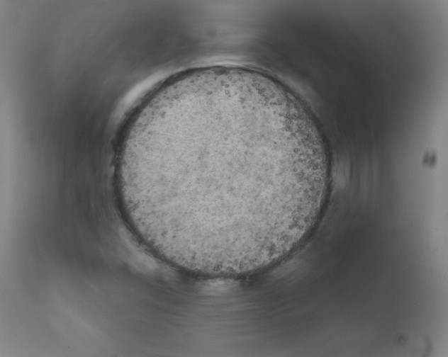 X0000111481406200908250950