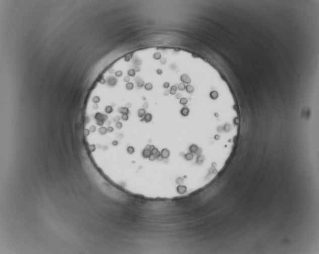 X0000111481434200908250950