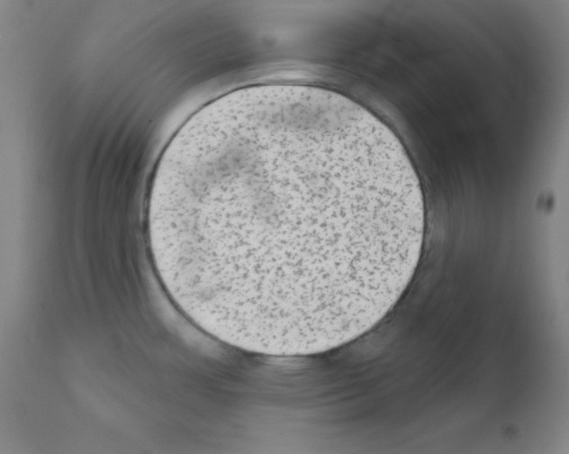 X0000111481483200908250949