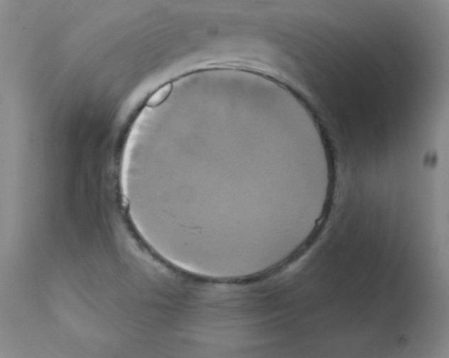 X0000111481506200908250948