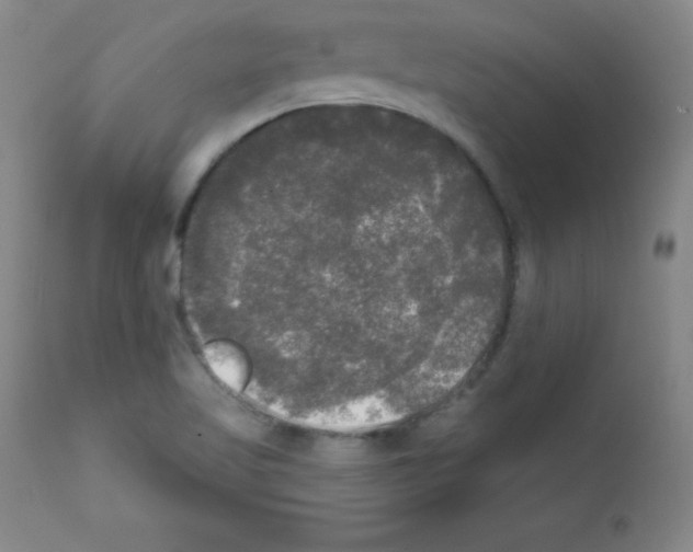 X0000111481509200908250948