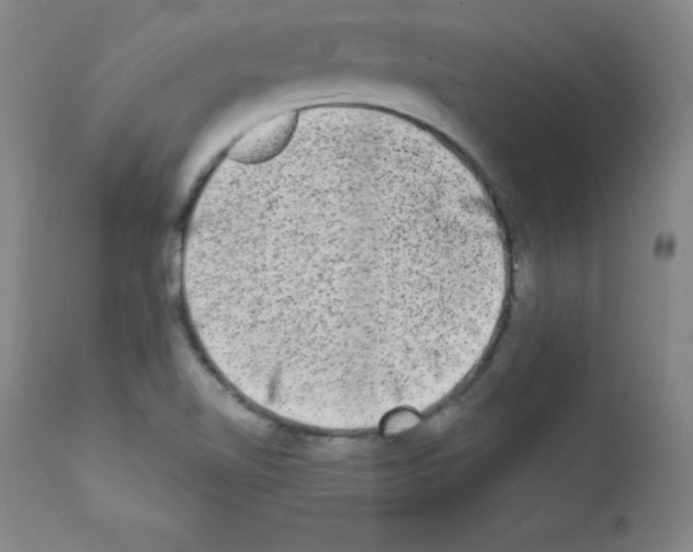 X0000111481510200908250948