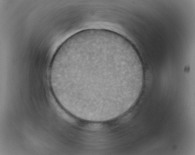 X0000111481517200908250948