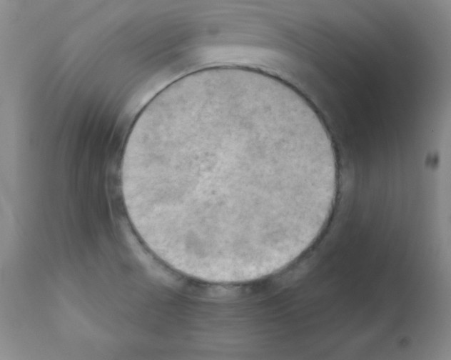 X0000111481521200908250949