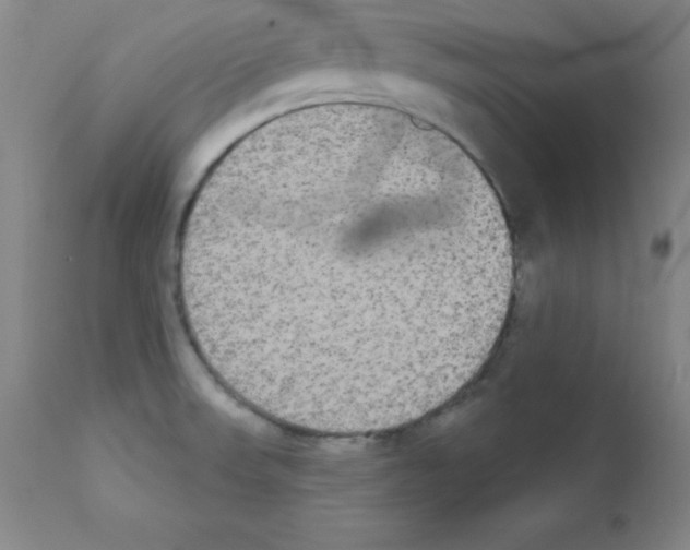 X0000111481523200908250949