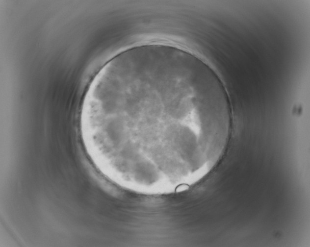 X0000111481525200908250949