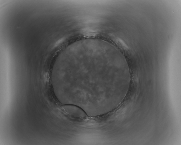 X0000111491445200907210959