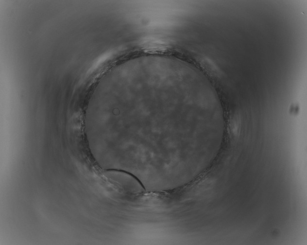 X0000111491445200907281215